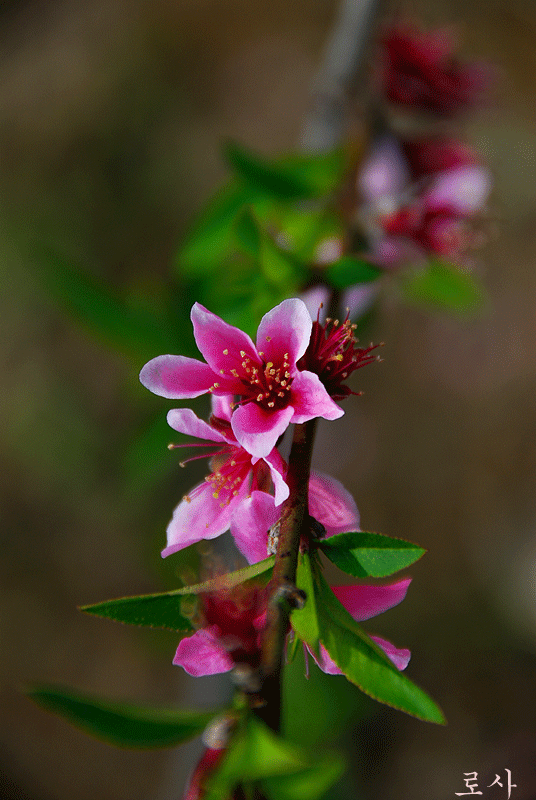 4815f556bd303&filename=DSC_2718whj.gif