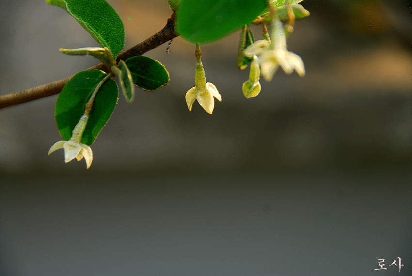 4815f56f5c46d&filename=DSC_2729whj.gif