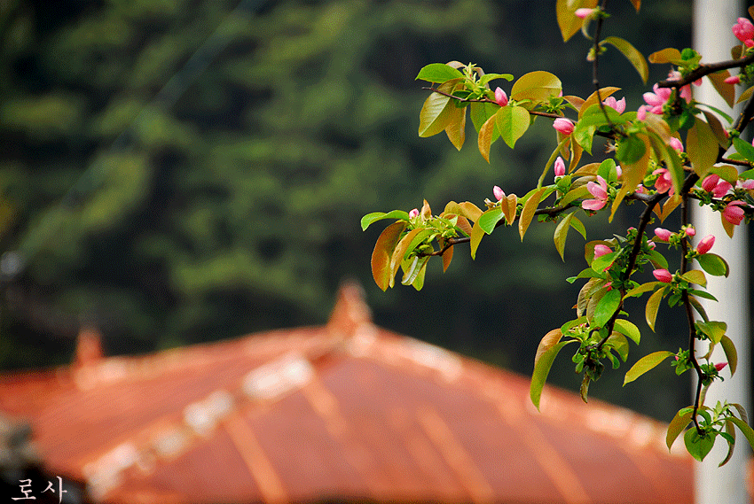 4815f58bcc7af&filename=DSC_2741whj.gif