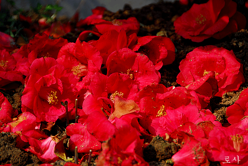 4815f52786aab&filename=DSC_2704whj.gif