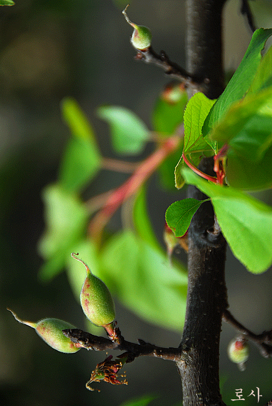 4815f54318f83&filename=DSC_2713whj.gif