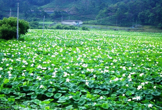 나무테크.나무야 이미지