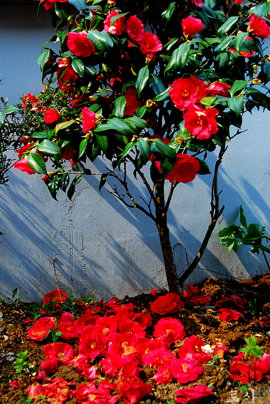 4815f52eedf6d&filename=DSC_2705whj.gif