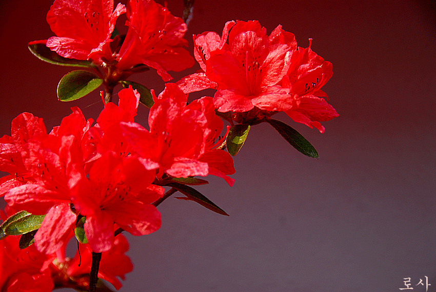 4815f535cb56b&filename=DSC_2706whj.gif