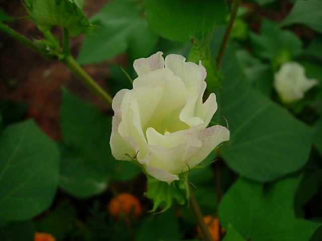 목화 이미지