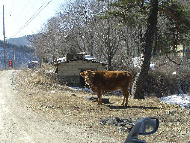 상옥 이미지