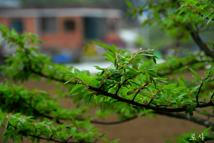 4815f5181903a&filename=DSC_2701whj.gif
