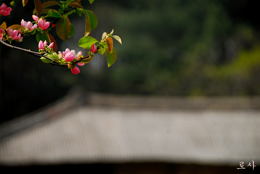 4815f57591ce3&filename=DSC_2734whj.gif