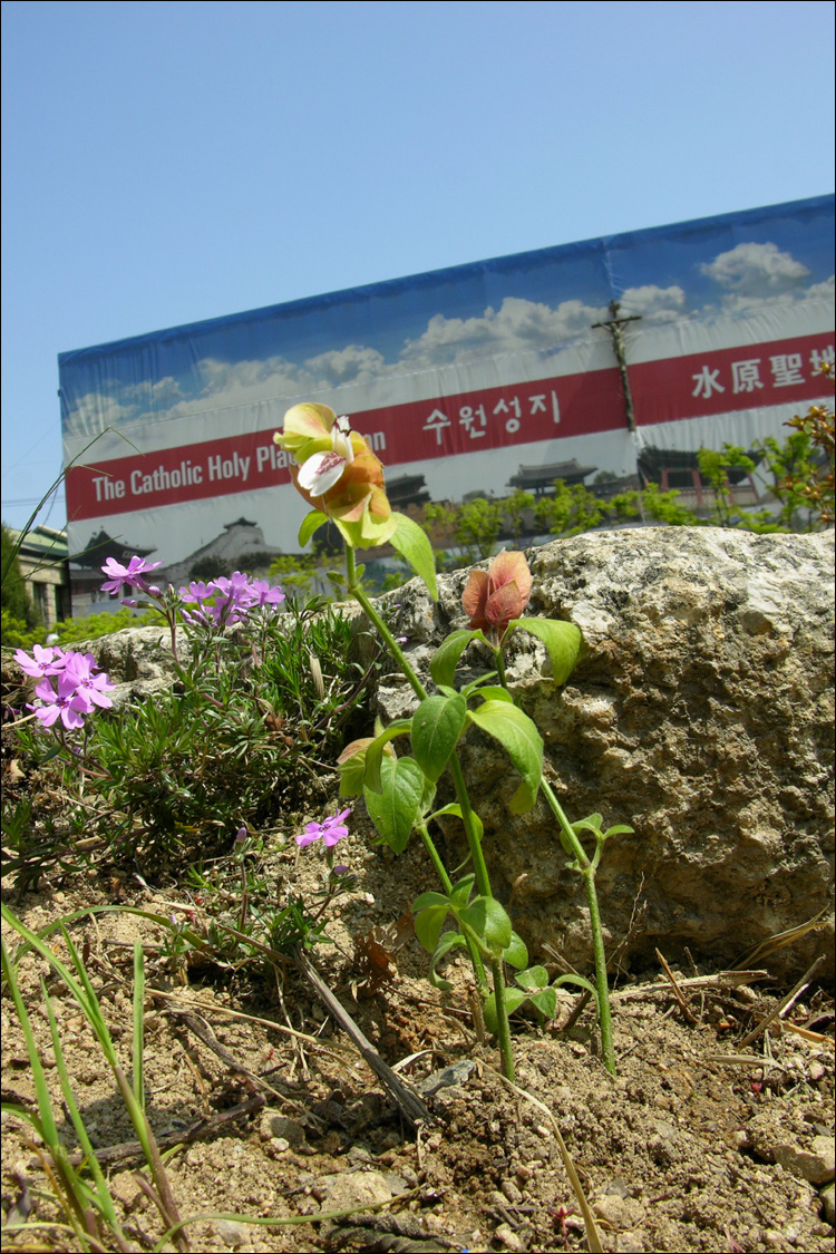 미림농원 이미지