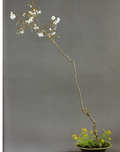 산야초 이미지