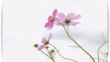 깜쪽 이미지